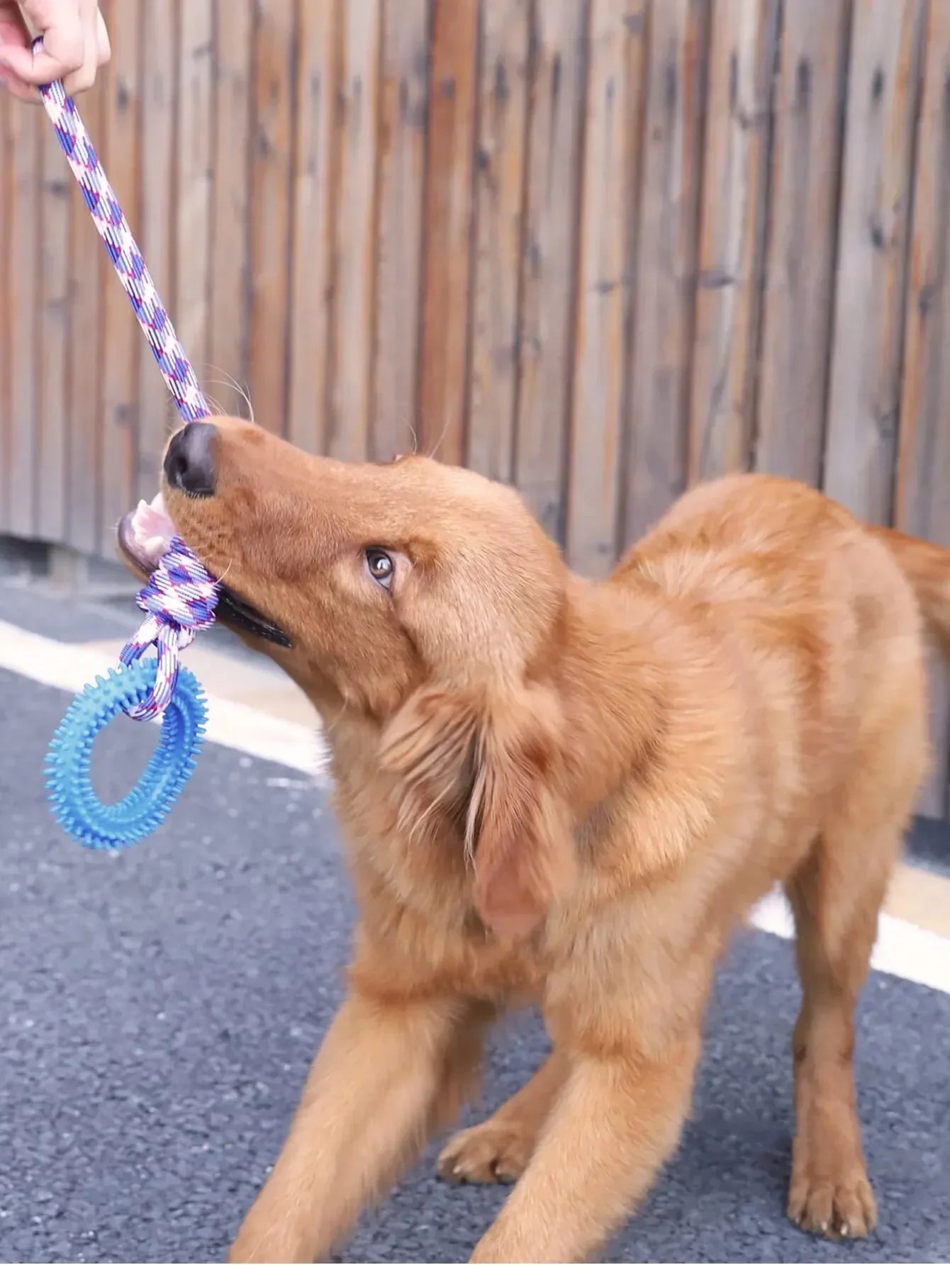 Interactive Pet Toy Ring