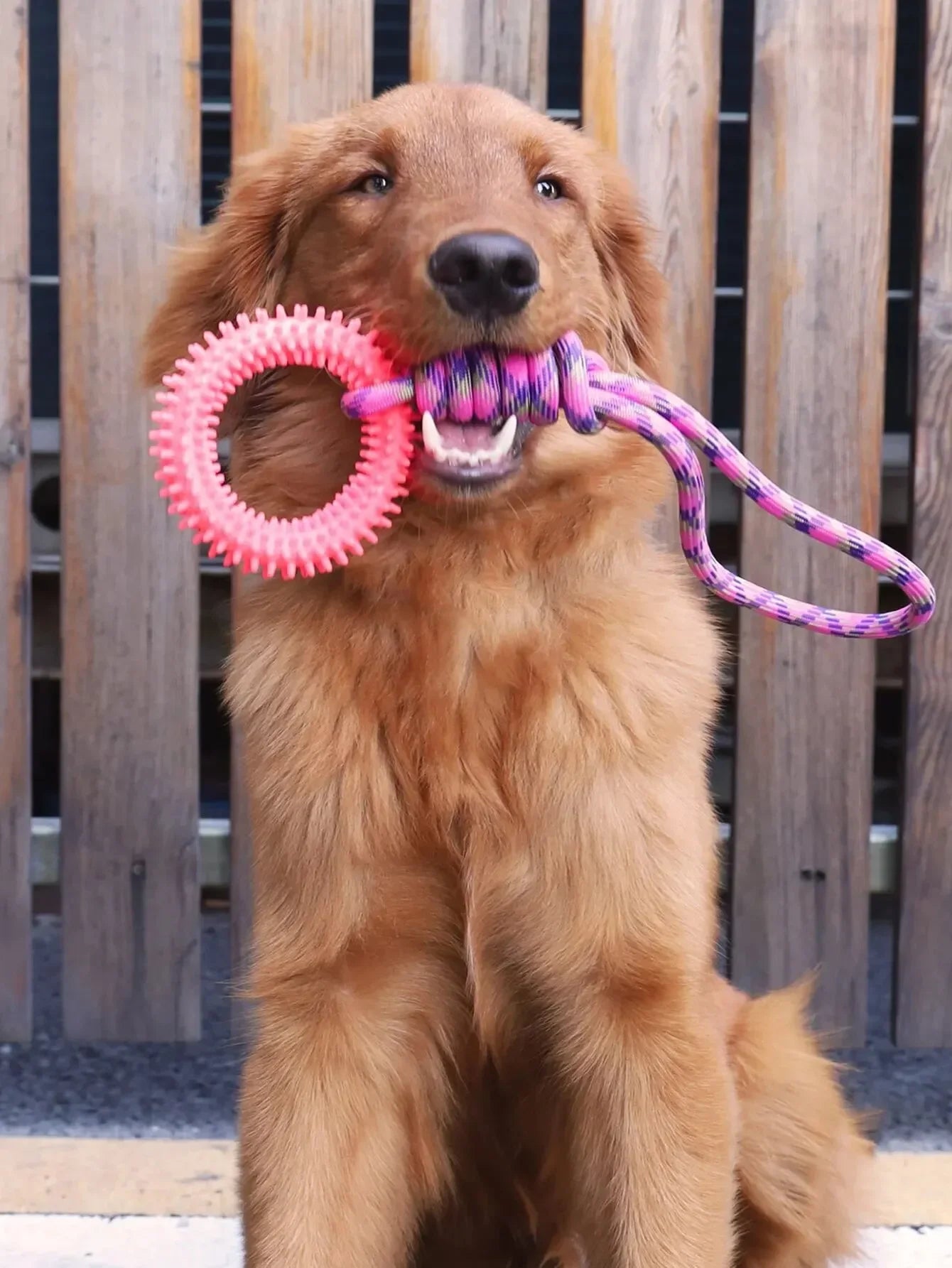 Interactive Pet Toy Ring